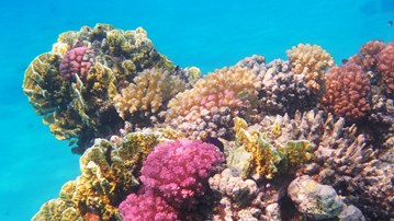 Korallrev i Egypten.