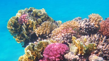 Korallrev i Egypten.