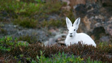 Hare med vit vinterpäls sitter i naturen.