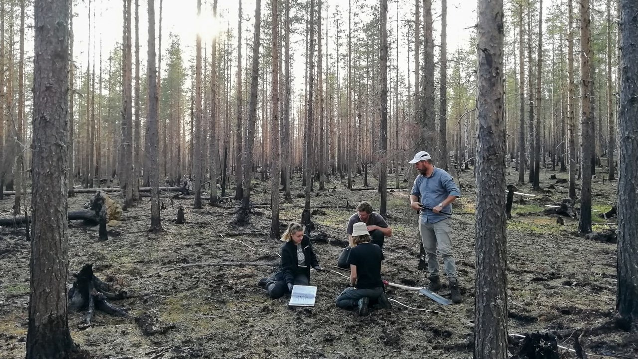 Efter skogsbränder försvagas trädens rotsystem, vilket kan leda till att träden faller.