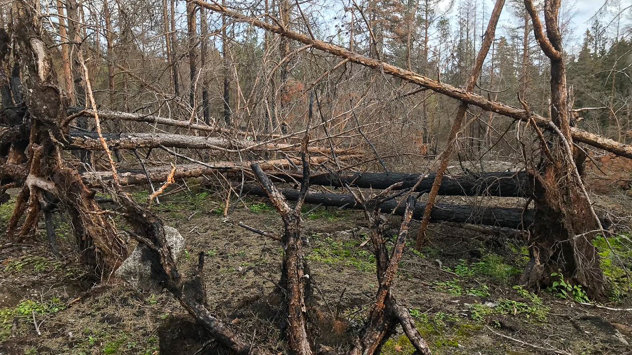 Efter skogsbränder försvagas trädens rotsystem, vilket kan leda till att träden faller.