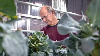 Stefan Jansson bland kålplantorna i växthuset.