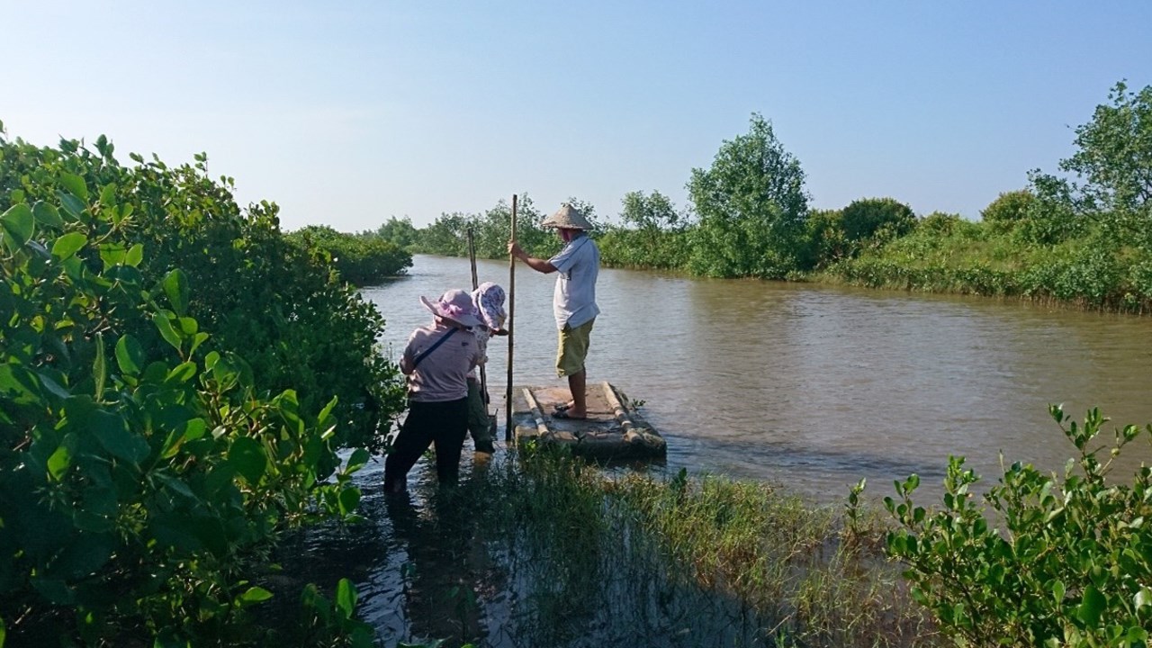 Blue carbon ecosystems are intimately connected to society, such as these mangrove forests located in shrimp farm aquaculture in northern Vietnam.