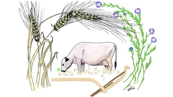 Grafisk bild med en betande ko omgiven av sädesax och blommor