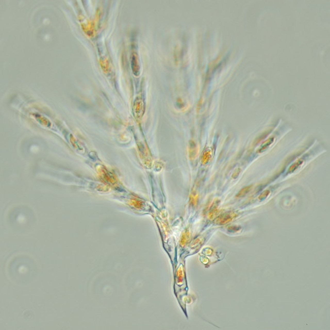 Närbild på plankton.