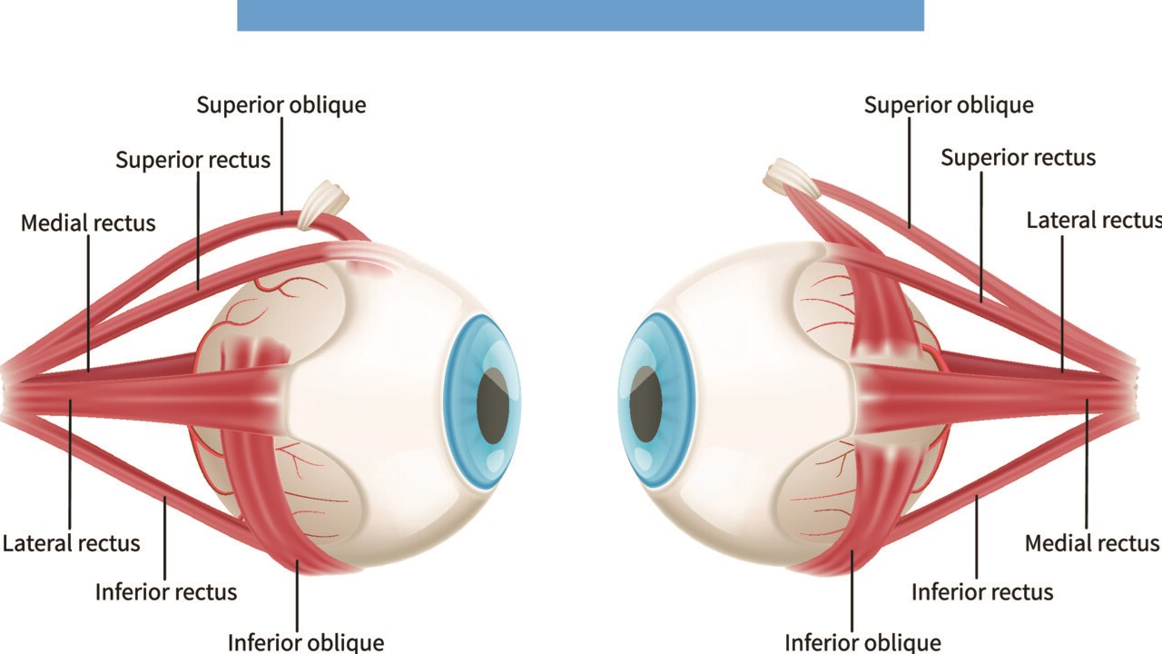 Schematisk bild av öga med muskler
