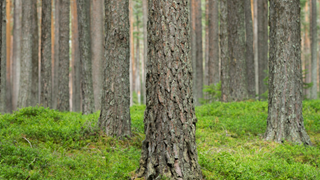Bild på trädstammar i en skog
