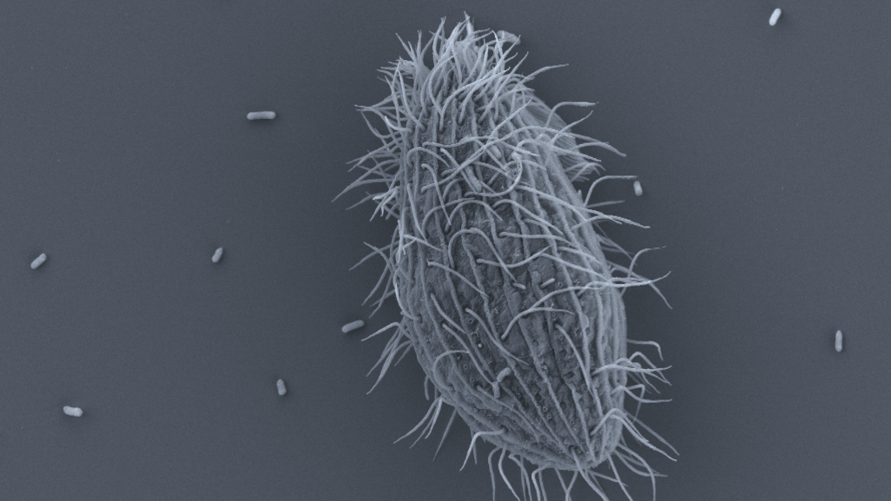 Närbild i mikroskop på en äggformad organism med strån som sticker ut.