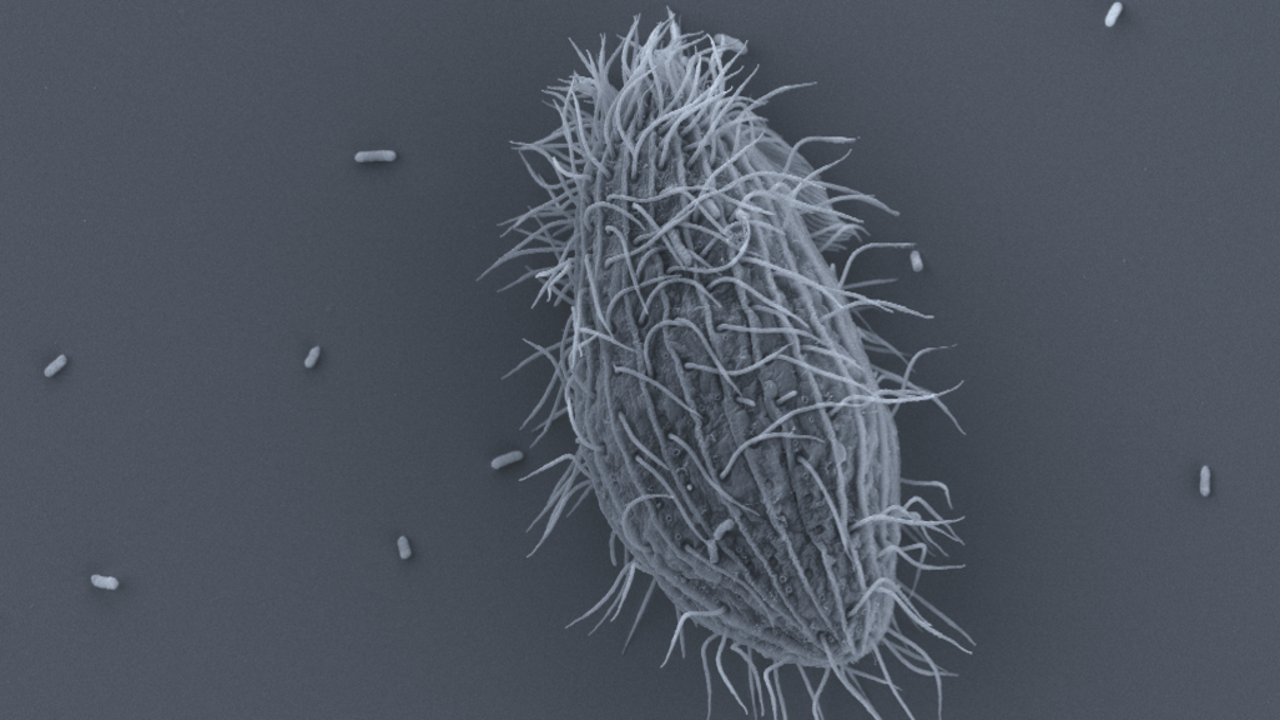 Närbild i mikroskop på en äggformad organism med strån som sticker ut.