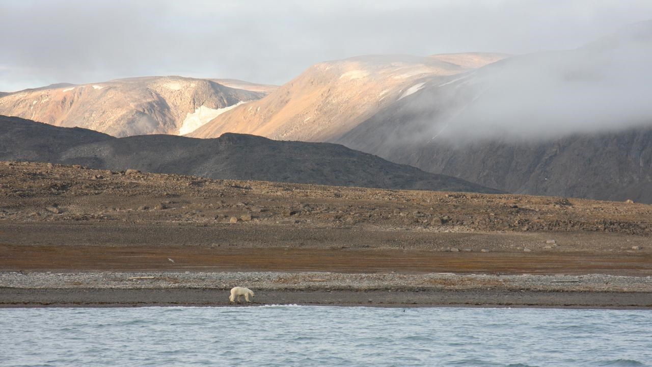 Polarbear at beach