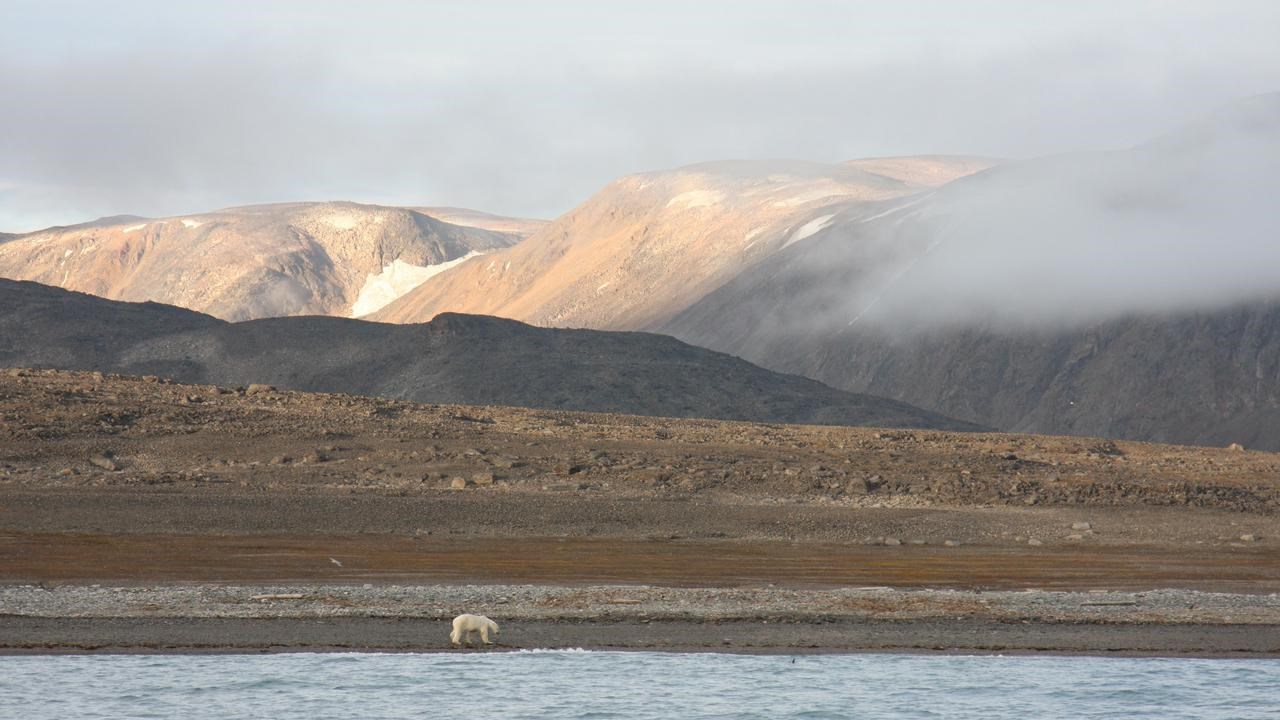 Polarbear at beach