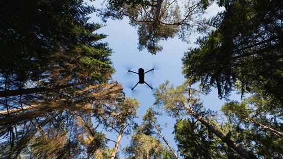 Drönare flyger bland skogstoppar.