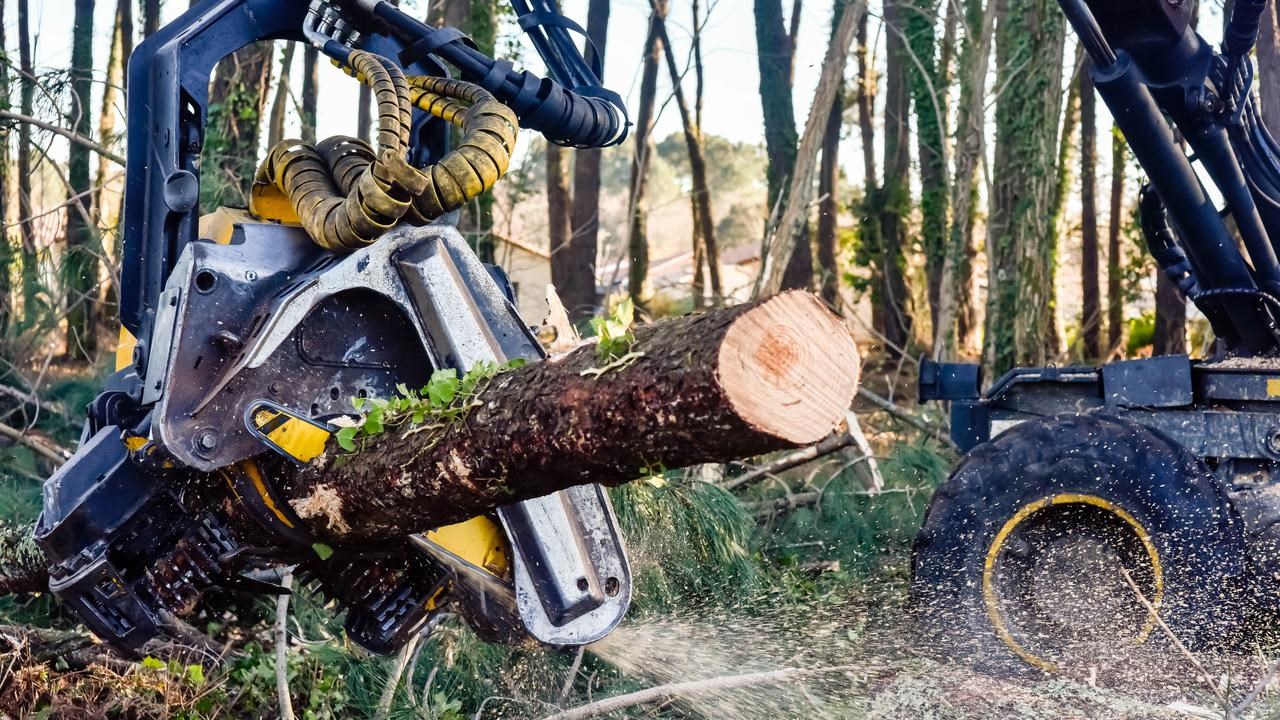 En traktor f&auml;ller ett tr&auml;d i skogen.