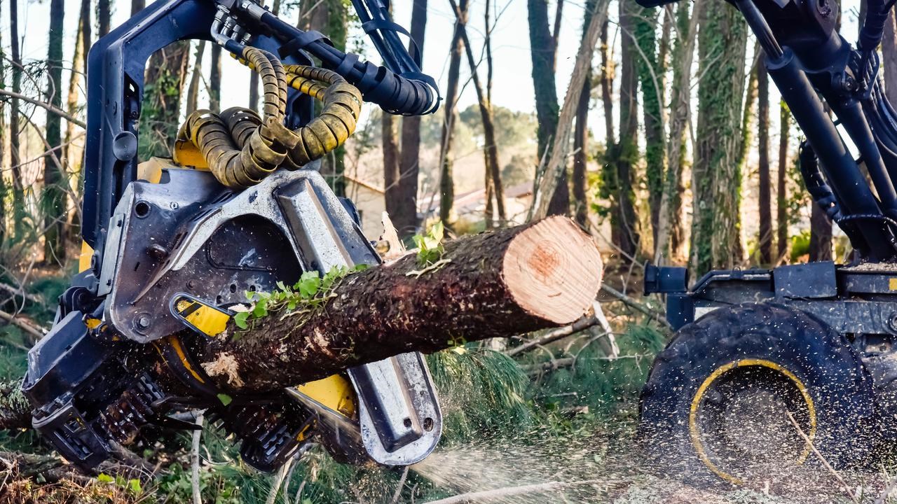 En traktor fäller ett träd i skogen.