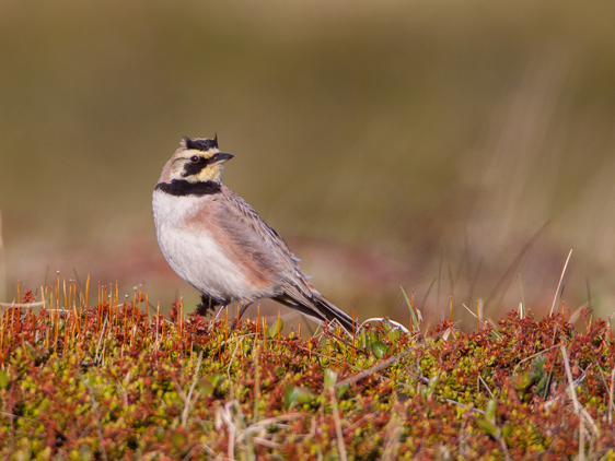 Horned lark