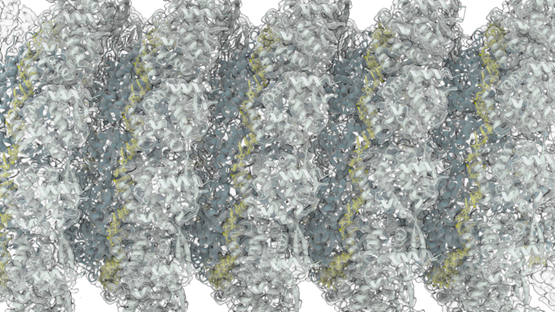 CryoEM image