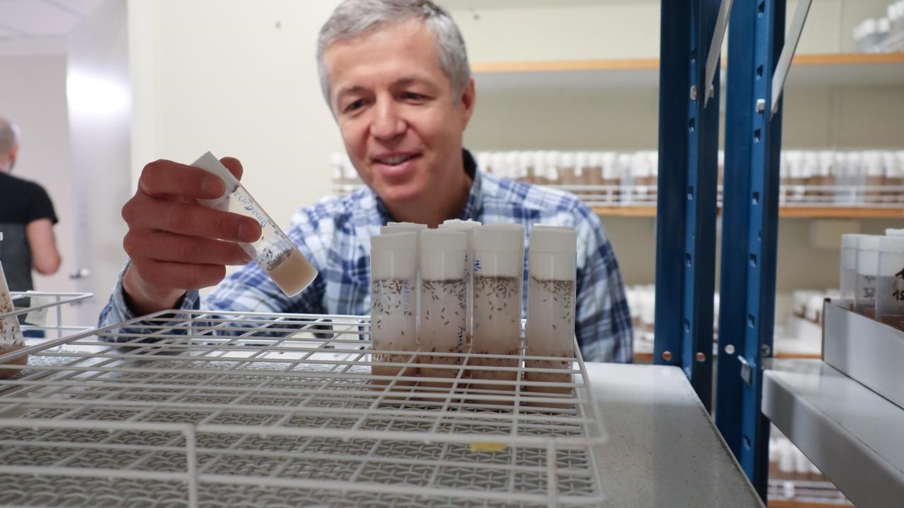 Yuri Schwartz i bananflugeodlingsrummet