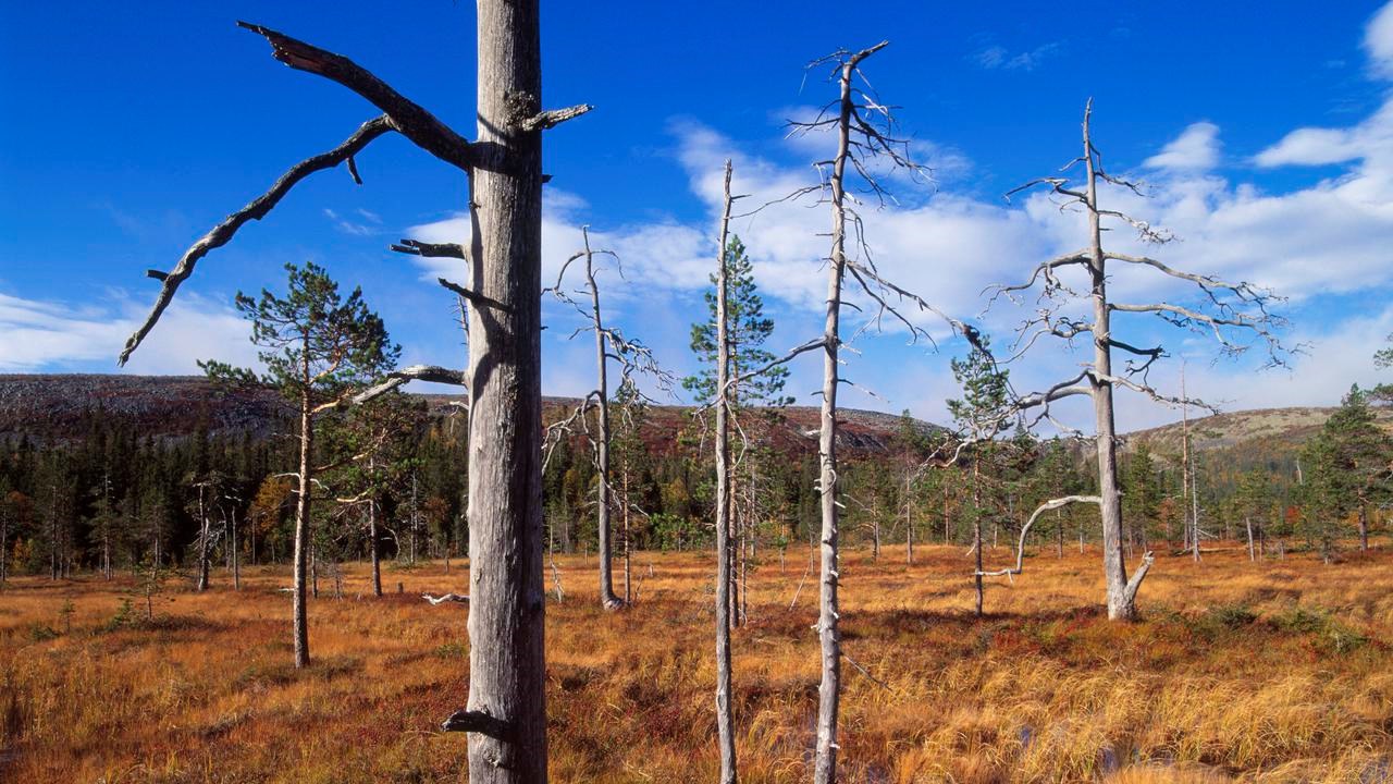 Landskap som visar en myr, glest placerade torra tallar och blå himmel.