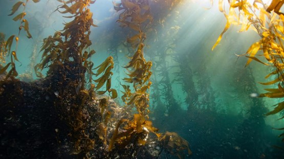 Kelpskog