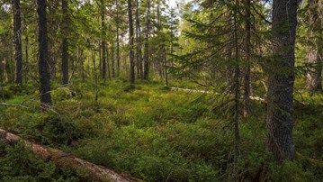 Film: Skogens många värden i en föränderlig värld