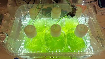 Sex flaskor med grönt innehåll i ett laboratorium.