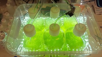 Sex flaskor med grönt innehåll i ett laboratorium.