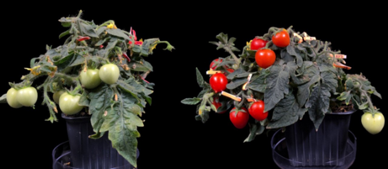 Two dwarf tomato plants next to each other. The left one has green fruits, the right one red fruits.