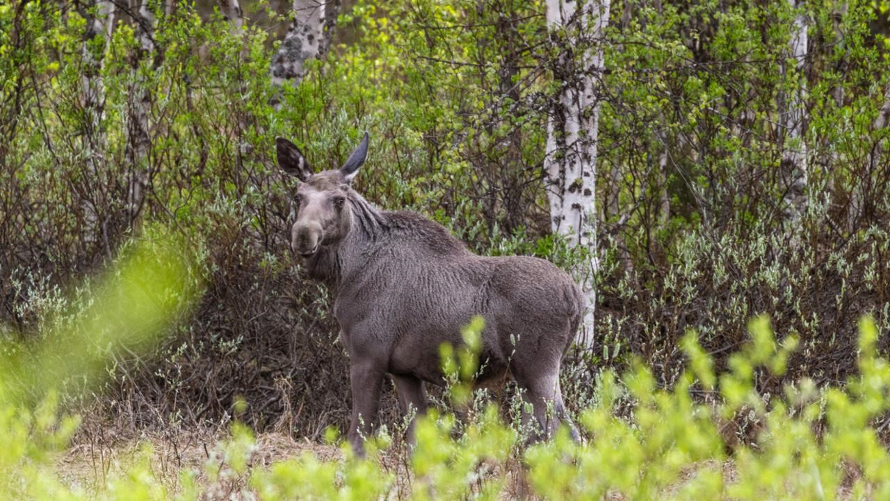 A moose standing in the middle of a forest.