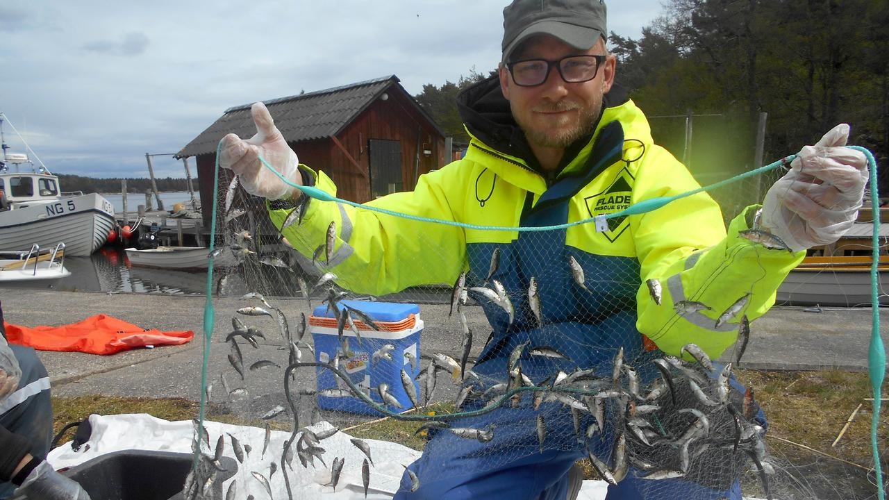 En person som håller i ett fisknät med många små fiskar i.
