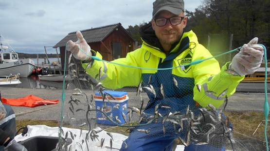 Johan Eklöf håller i ett fisknät med många små fiskar.