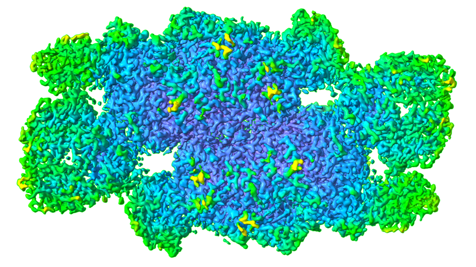 Illustration av fotosystem II:s molekylstruktur som visar gröna, blå och gula områden. 