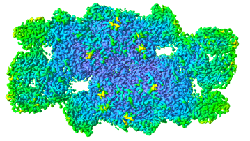 Illustration of the molecular structure of photosystem II showing green, blue and yellow areas.