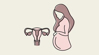 Illustration av en gravid kvinna bredvid en livmoder med äggstockar och äggledare.