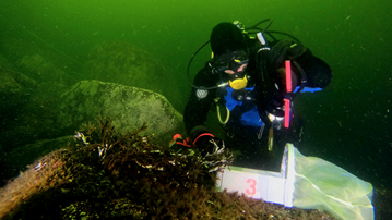 En dykare som samlar in prover av vegetation från havsbotten. 