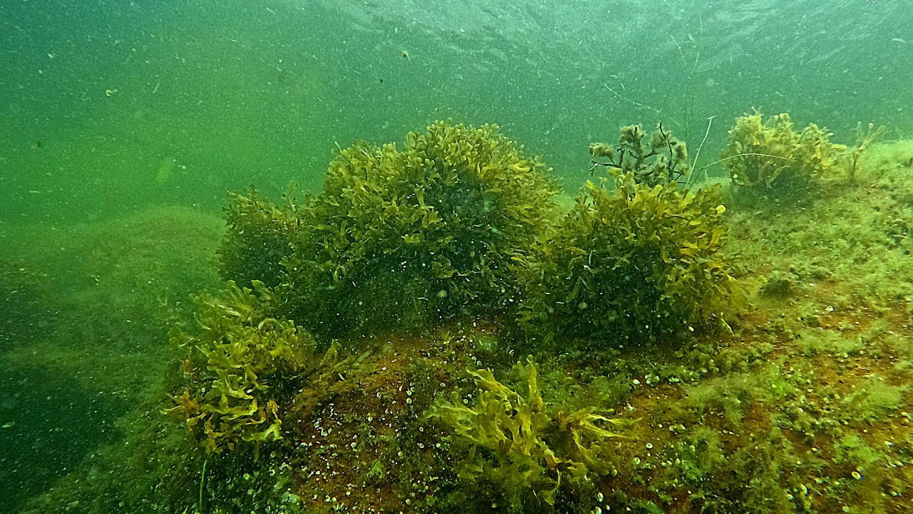 En undervattensbild på en solbelyst, röd sten bevuxen med alger.