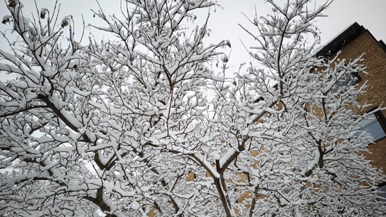 Trees covered by snow, campus Umeå University