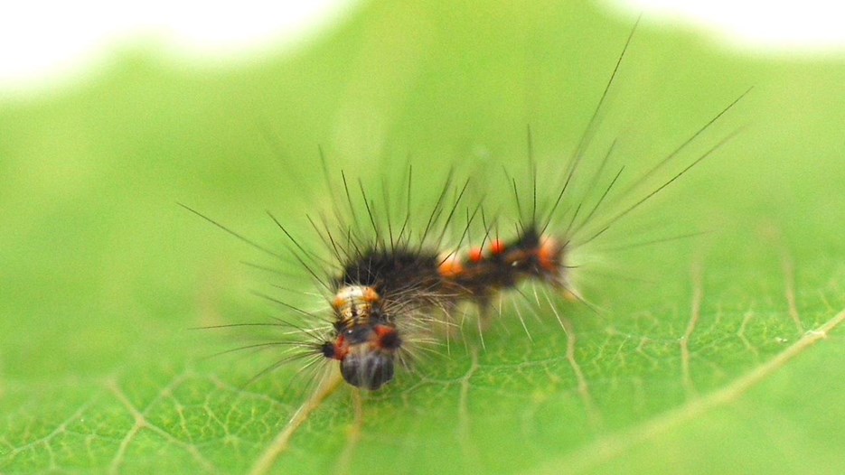 Liten svart larv med röda prickar och långa taggiga hår på ett växtblad.