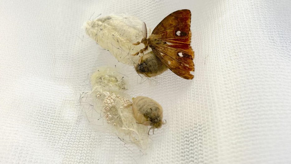 Aprikostofsspinnare som parar sig på ett vitt underlag.