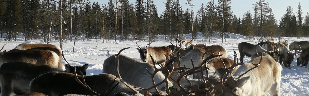 Renar under stödutfodring