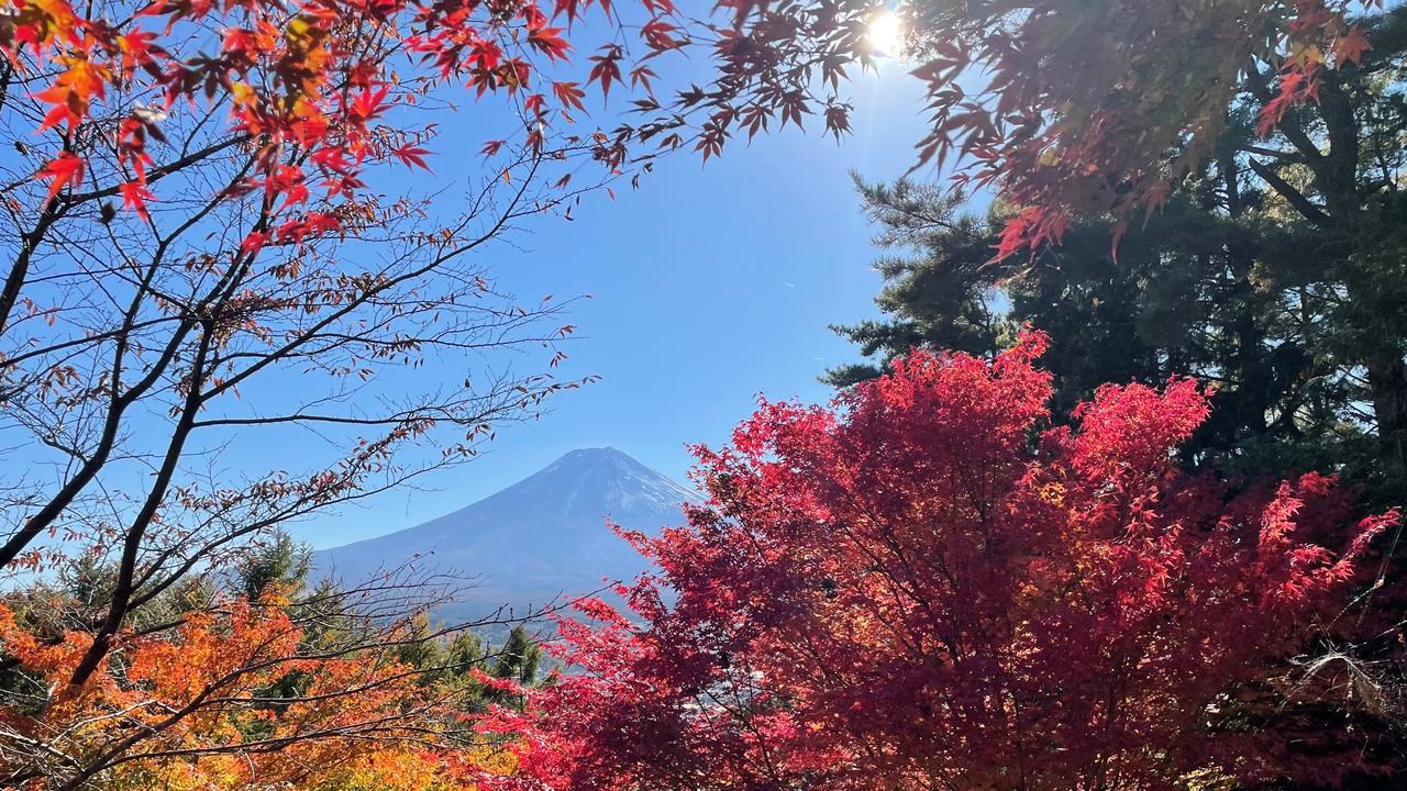 Red trees in front of Fuji Mountain.