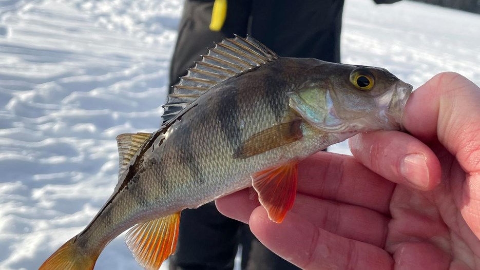 Pimpelfiske i Nydalasjön med Umeå Kommun