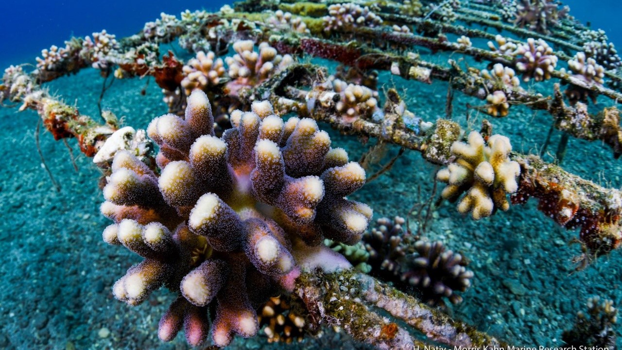 Odling av koraller.