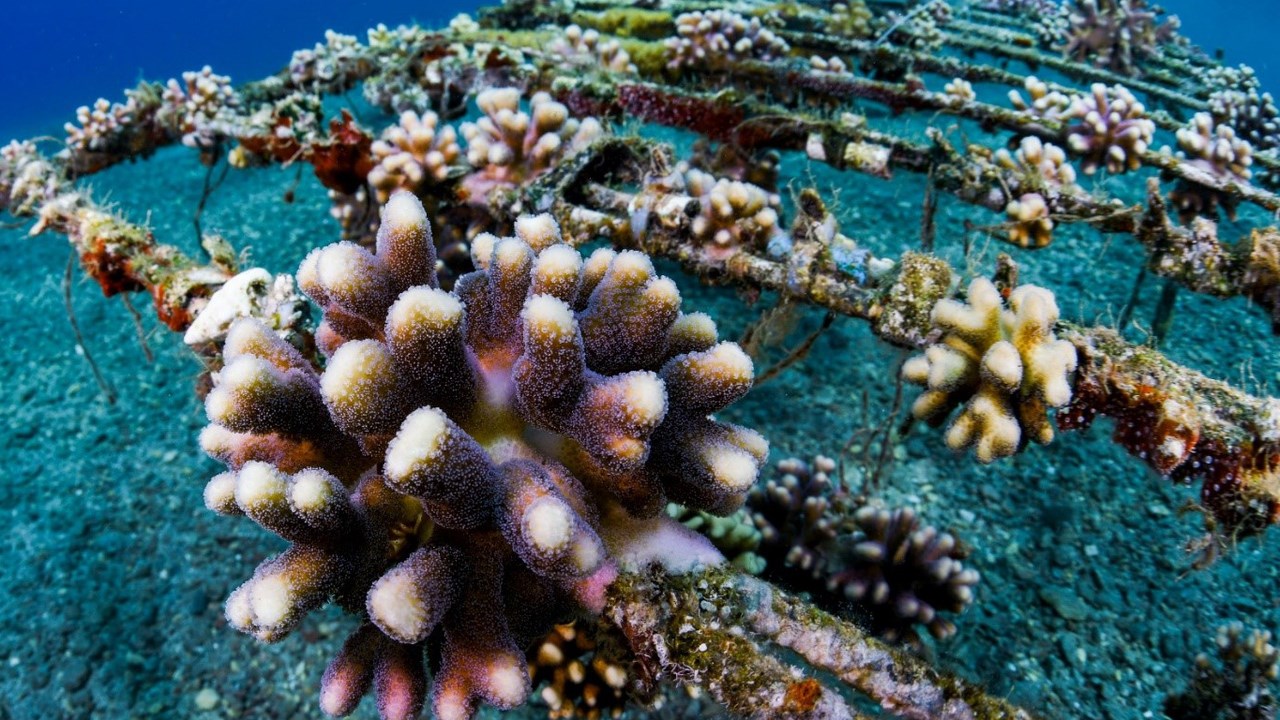 Odling av koraller.