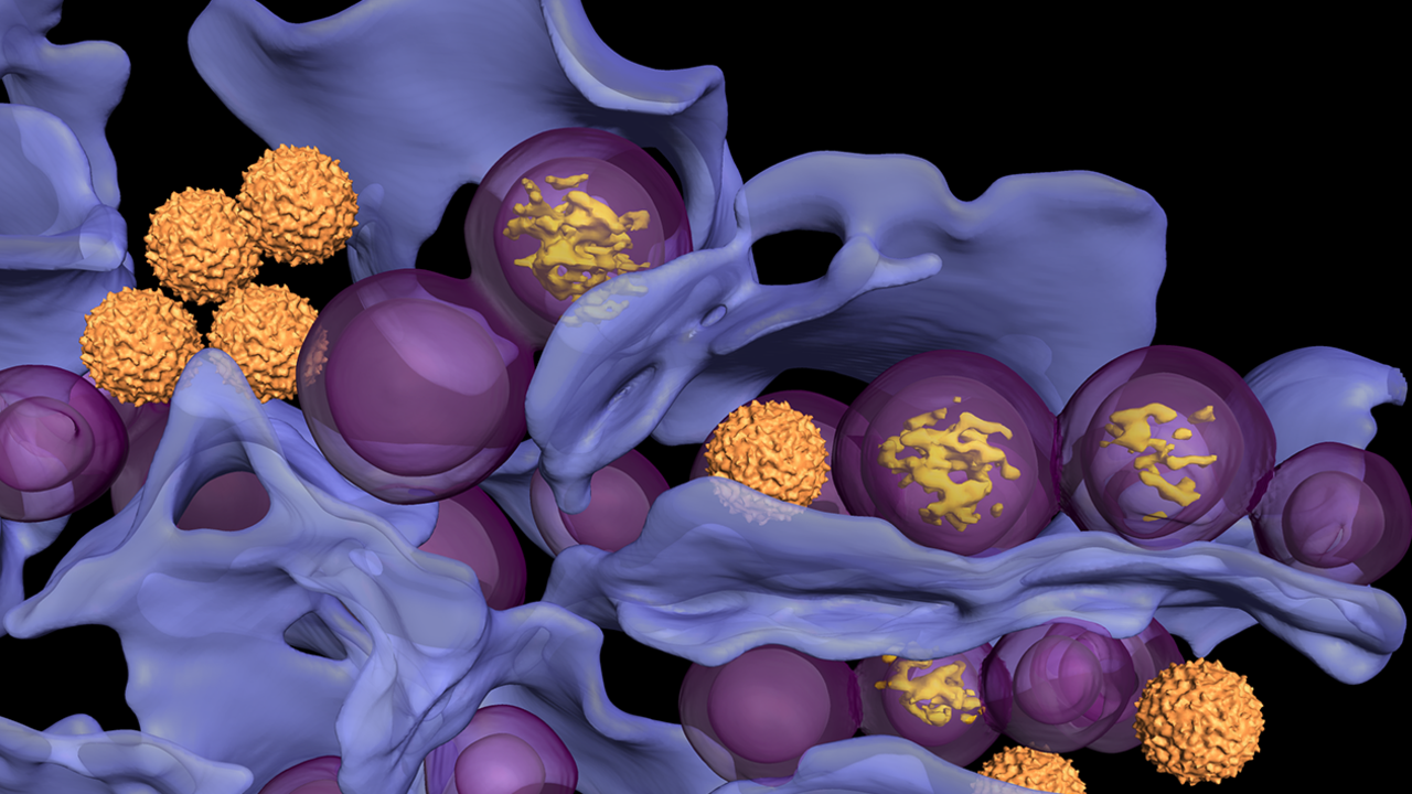 virusfabrik avbildad med kryo elektrontomografi