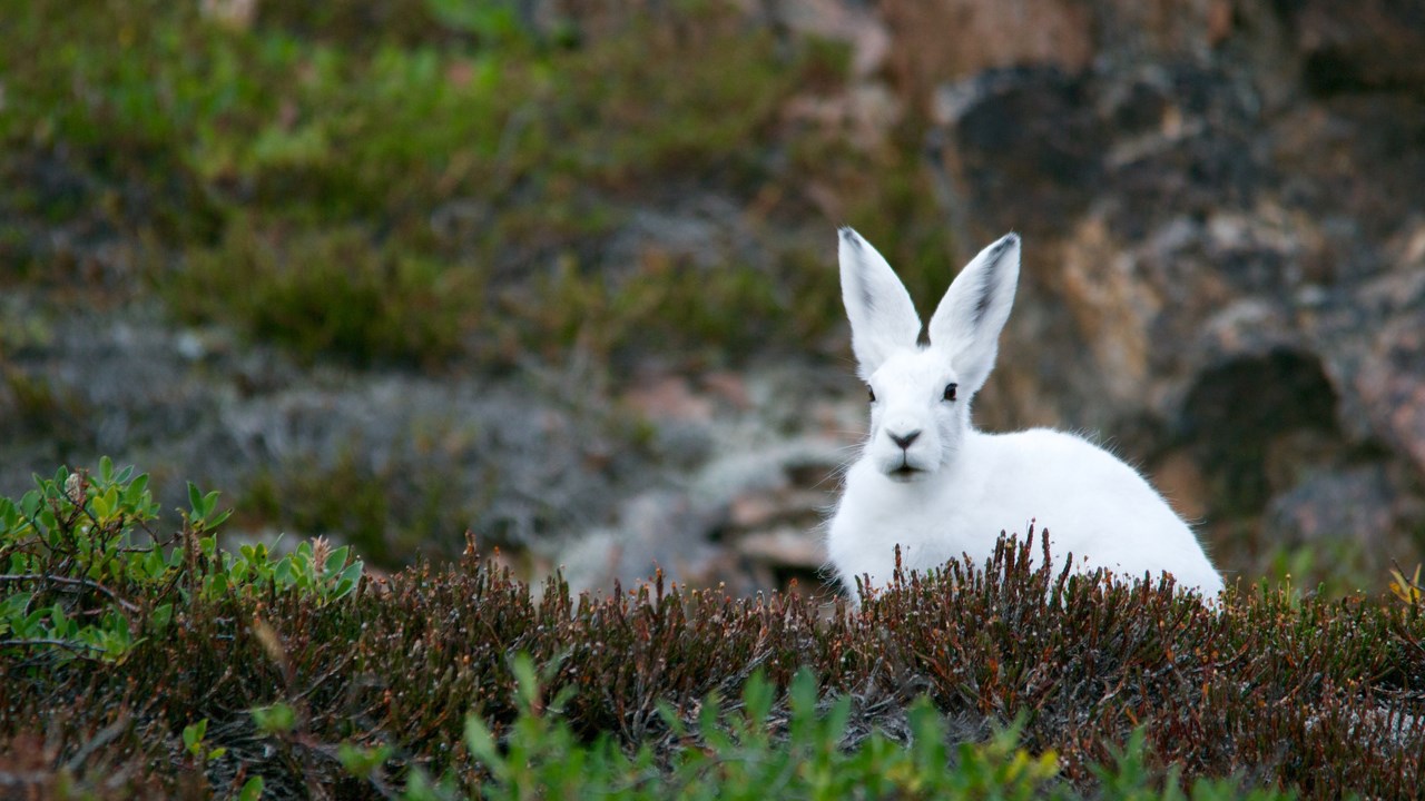 Hare med vit vinterpäls sitter i naturen.