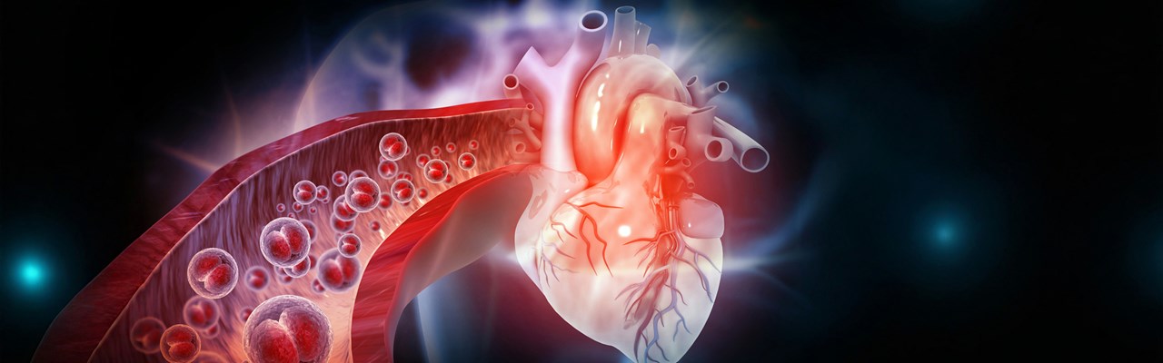 3D-illustration av hjärt-kärlsystemet.