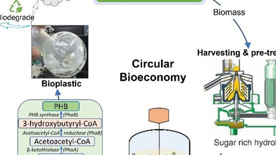 Illustration of circular bioeconomy.