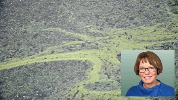 Illustration of circular bioeconomy.