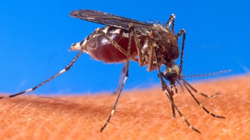 Bild på Aedes aegypti