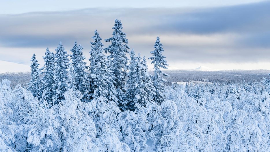 Snötäckta träd i en skog